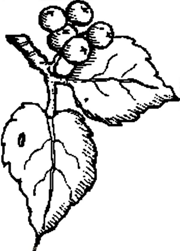 600x834 Blueberry Coloring Page 558967