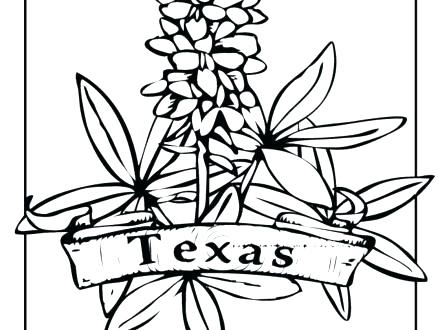 440x330 Bluebonnet Coloring Page Bluebonnet Flower Coloring Page