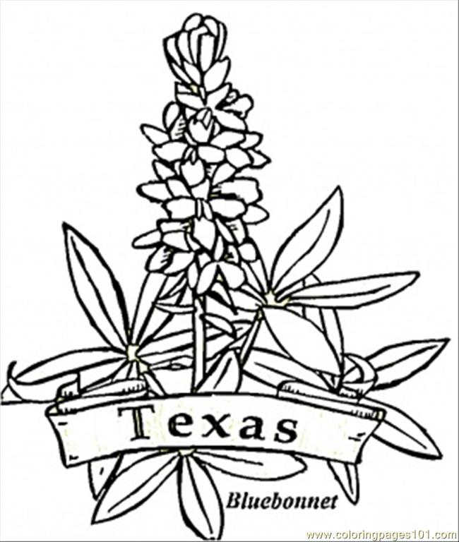 650x768 Bluebonnet Flower Coloring Page