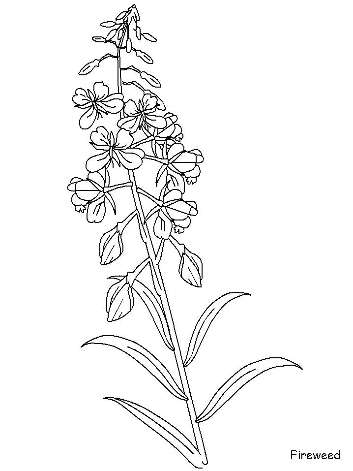 718x957 Bluebonnet Flower Coloring Page Blue Pretty Pages Online Mandala