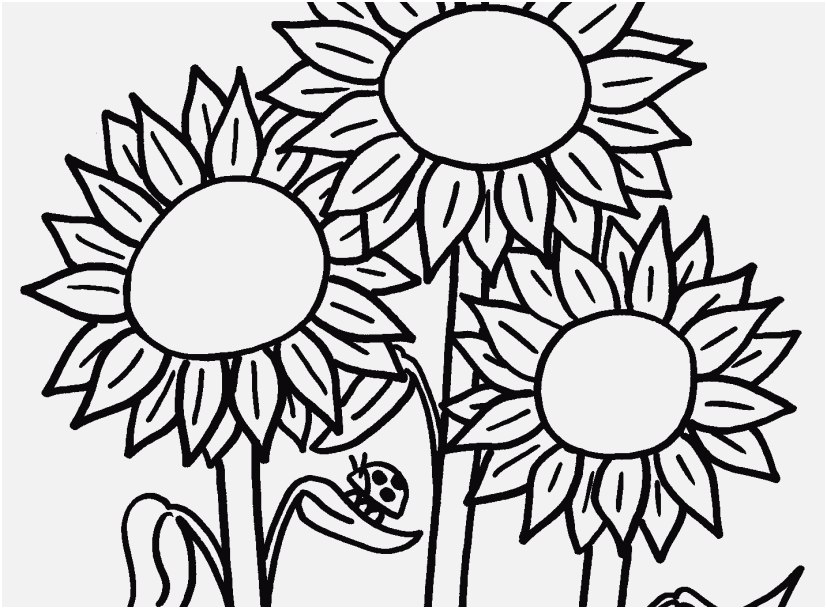 827x609 Bluebonnet Flower Coloring Page Graphic Wildflower Coloring Pages