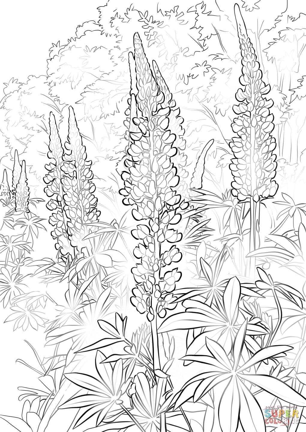 1020x1440 Bluebonnets Coloring Pages To Print Coloring For Kids 2018