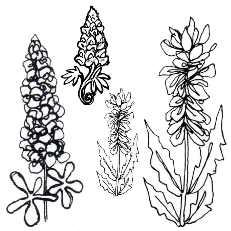 900x900 Selected Texas Bluebonnet Coloring Page Blue B