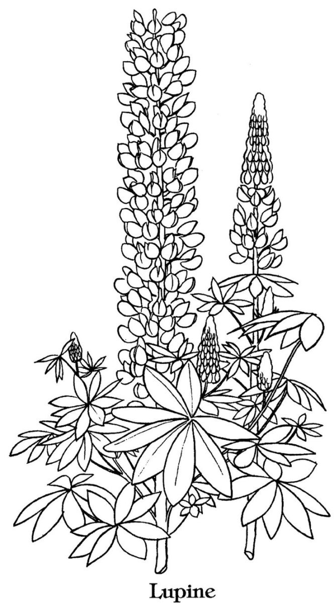 665x1204 The Truth About Bluebonnet Coloring Page Flower Drawing