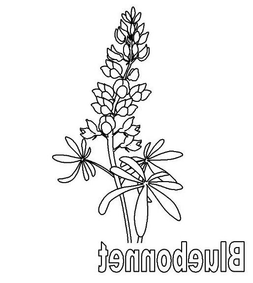 514x575 Bluebonnet Coloring Page Free Coloring Board