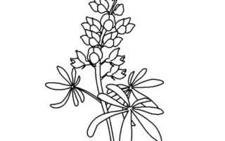 320x200 Bluebonnet Coloring Page Free Drawing Board Weekly