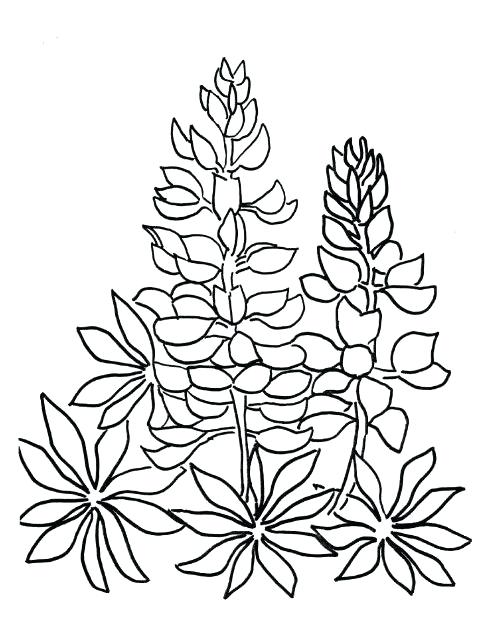482x617 Bluebonnet Coloring Page Blue Cool Bluebonnet Flower Coloring Page