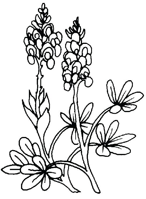 500x680 Bluebonnet Coloring Page Bluebonnet Coloring Page Free Coloring