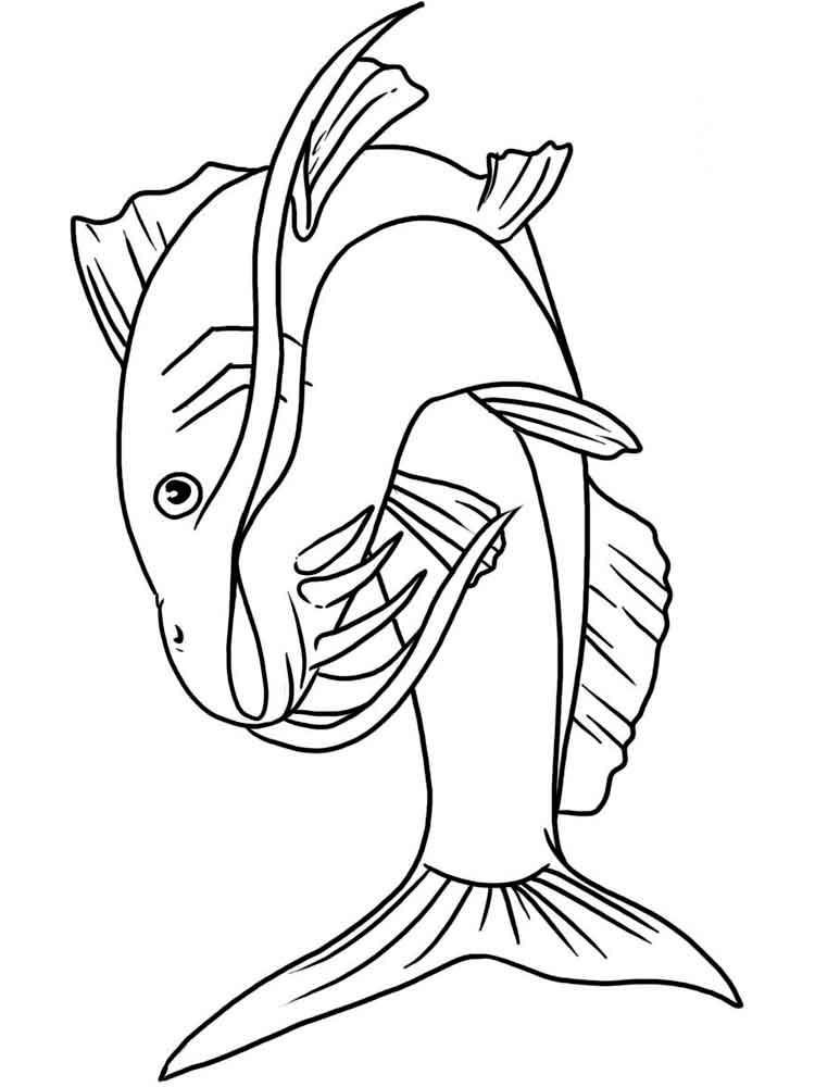 750x1000 Catfish Coloring Page. Interesting Hd Wallpapers Catfish Coloring