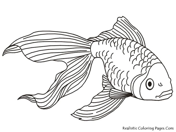 736x552 Fins Clipart Fish Drawing
