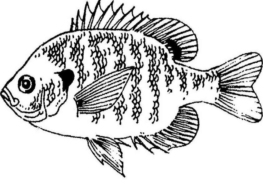 843x580 Fish