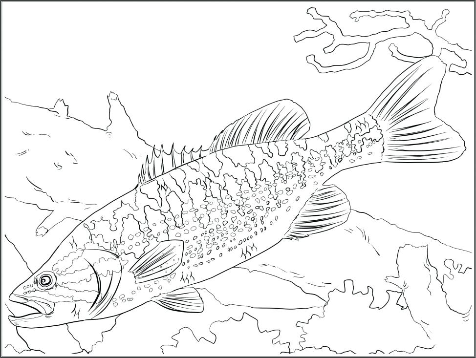 974x733 Freshwater Fish Marvelous Freshwater Fish Coloring Pages