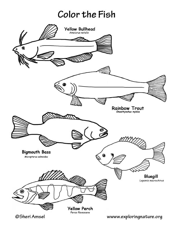 612x792 Pin De Exploring Nature Life Science Website En Color Animals