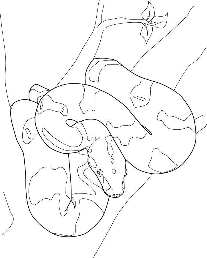724x900 Boa Constrictor Coloring Page Boa Constrictor Coloring Page Pin