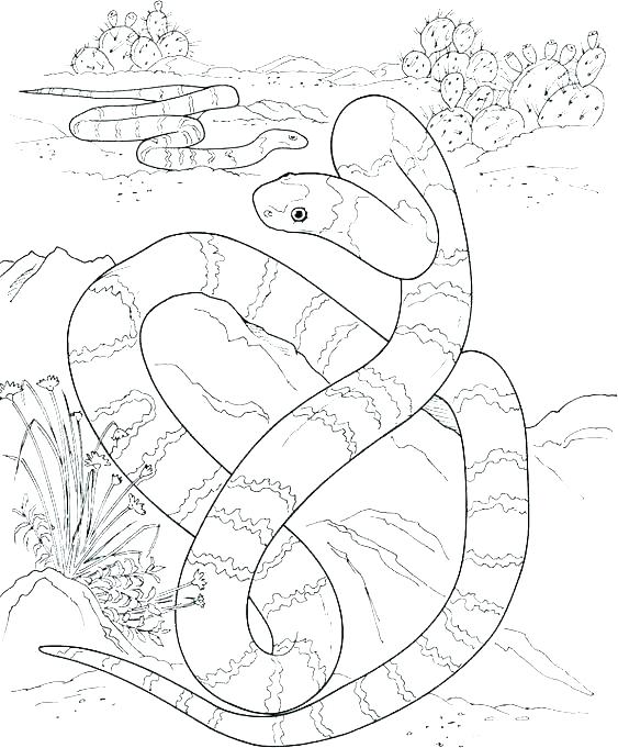 563x681 Boa Constrictor Coloring Page Snke Snke S Boa Constrictor