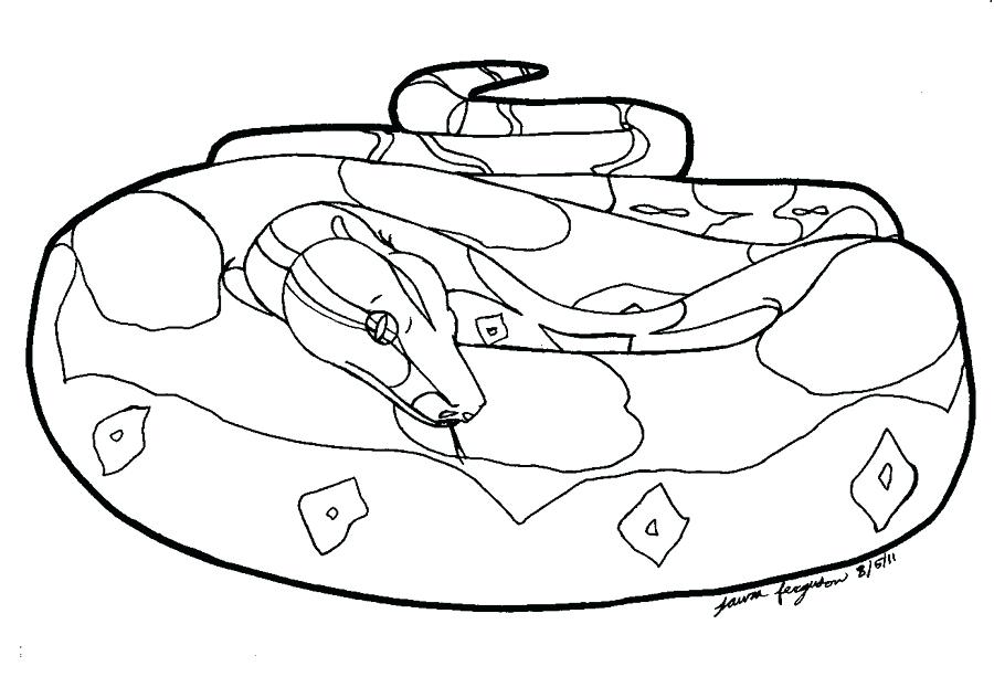 900x613 Boa Constrictor Coloring Pages Boa Constrictor Colouring Page