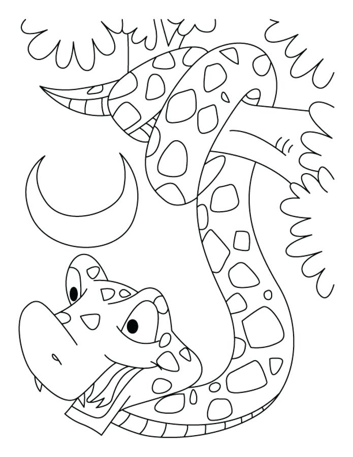 695x900 Boa Constrictor Colouring Page Coloring Fuhrer Von
