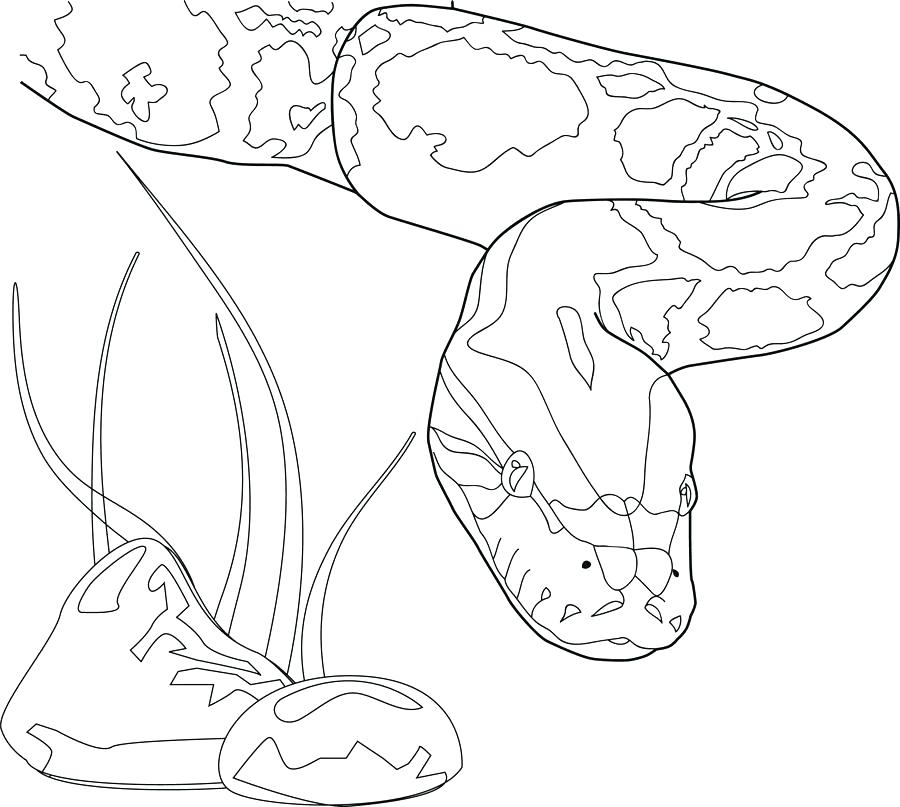 900x807 Boa Constrictor Coloring Page Anaconda Coloring Pages Boa Boa