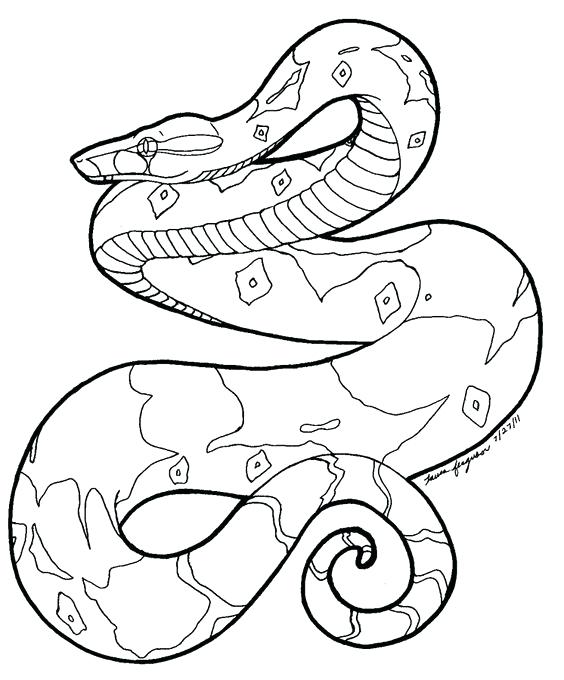564x680 Boa Constrictor Coloring Page Boa Constrictor Coloring Boa
