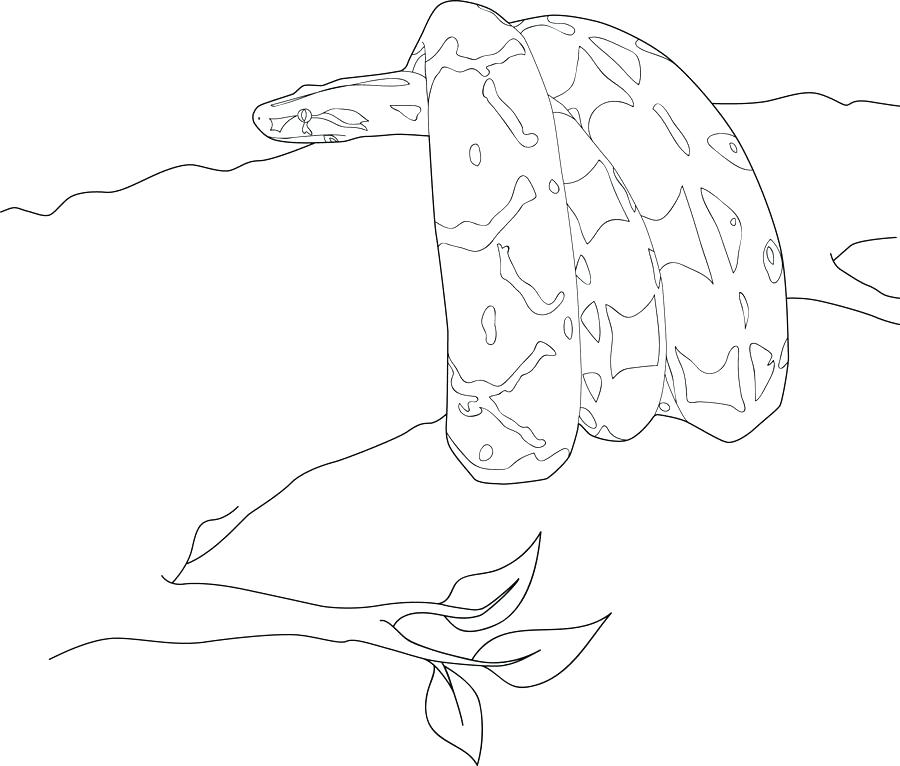 900x766 Boa Constrictor Coloring Page Boa Constrictor Coloring Page