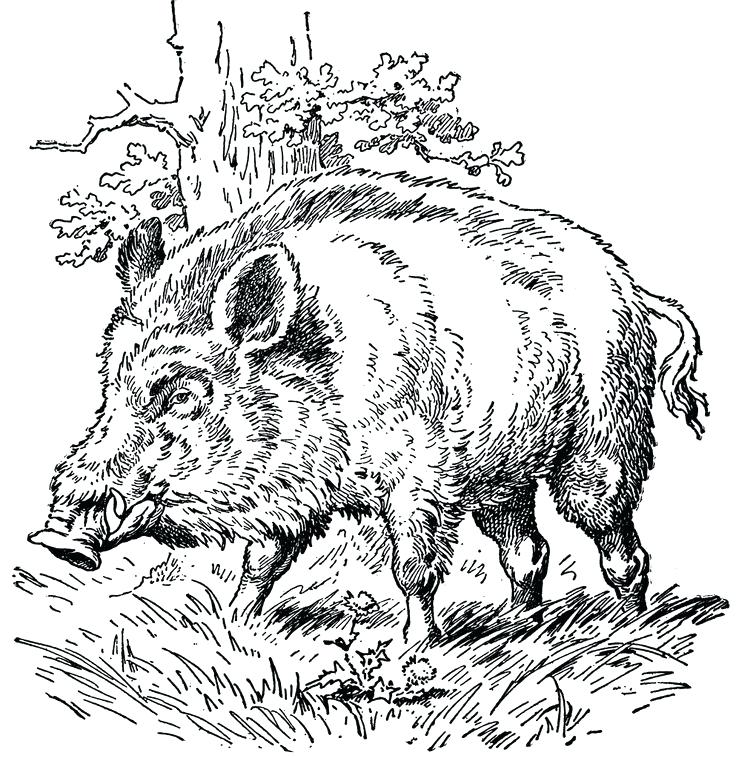 736x758 Bad Case Of Stripes Coloring Page A The Drawn Boar Business