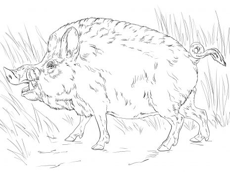 465x348 Big Wild Boar Burning Wood Wild Boar, Big