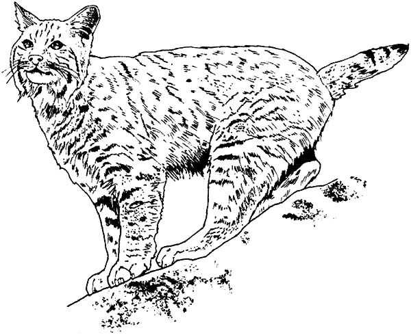 Bobcat Coloring Pages