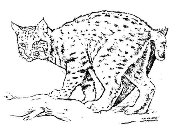 600x461 Cautious Bobcat Coloring Pages Best Place To Color