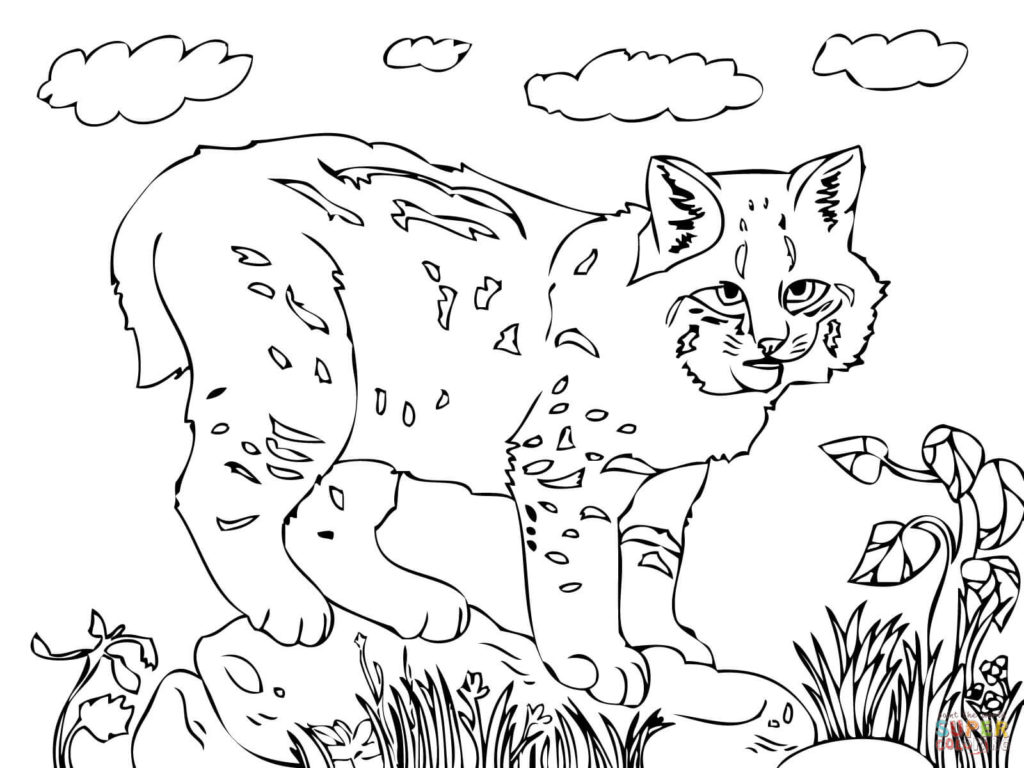 1024x768 Cute Bobcat Coloring Page 4