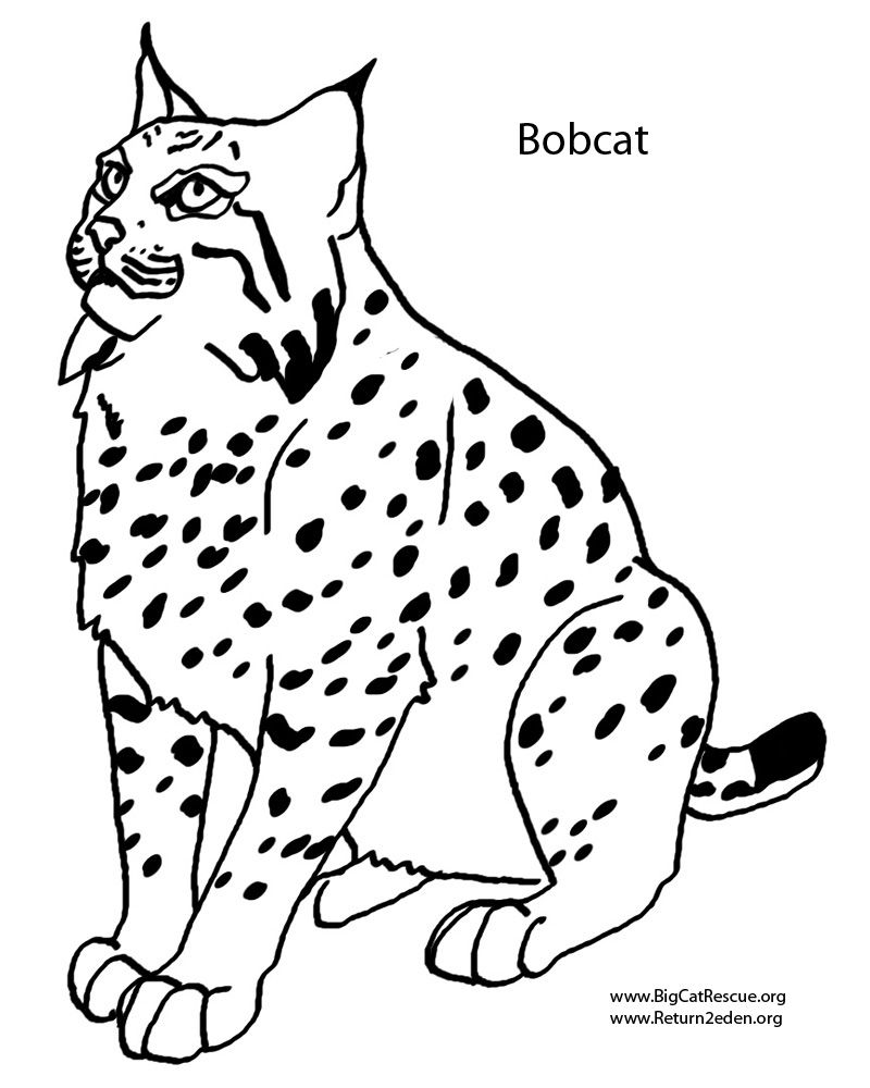 800x1000 Bobcat Coloring Pages Homeschooling Wool Felting