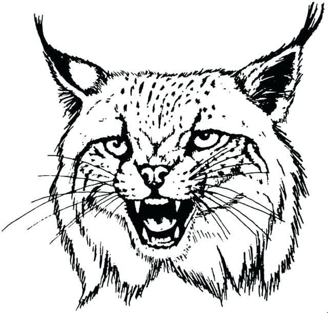 640x611 Bobcat Pictures To Color Brexitbook.club