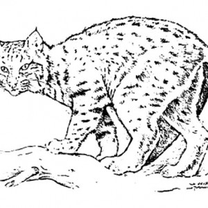 300x300 Bobcat Coloring Lynx Walks In Hills Coloring Pages Best Place