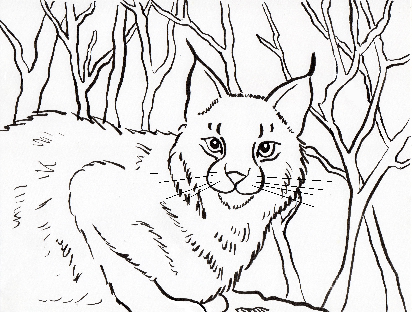 1647x1250 Bobcat Coloring Page