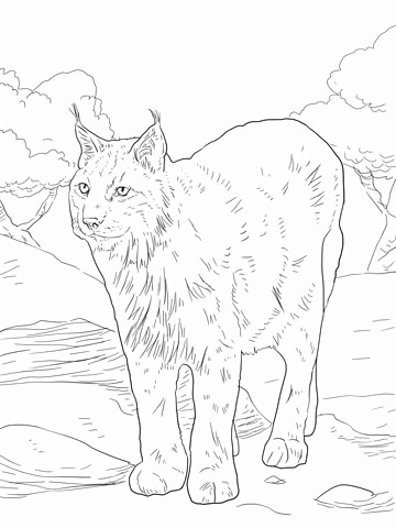 360x480 Bobcat Coloring Page Excavator
