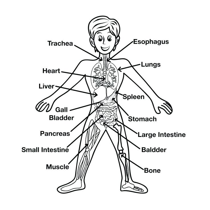 736x736 Coloring Pages Body Parts Body Parts Colouring Pages Preschool