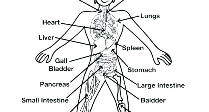 728x393 Body Coloring Pages Human Body Coloring Sheets Human Body Systems