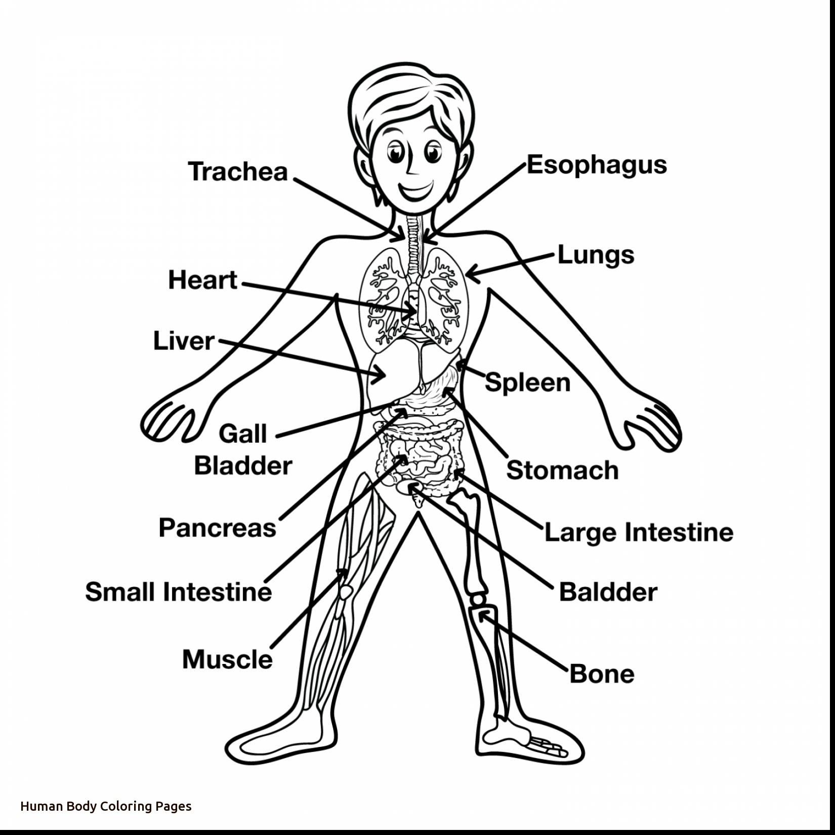 1650x1650 Body Parts Coloring Pages 3 Rallytv Org And Page