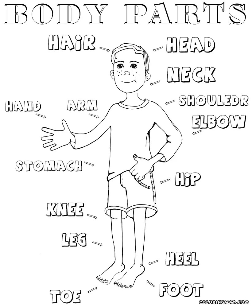 821x1000 Opportunities Parts Of The Body Coloring Pages