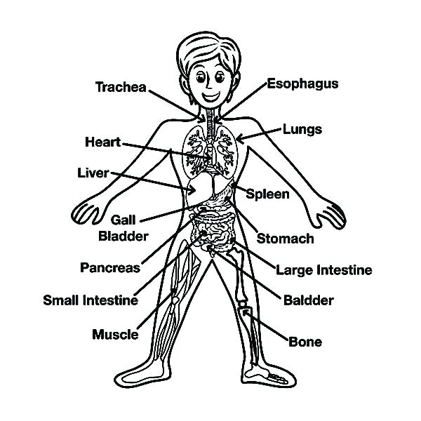 600x600 Body Coloring Page Human Beautiful Human Body Coloring Book