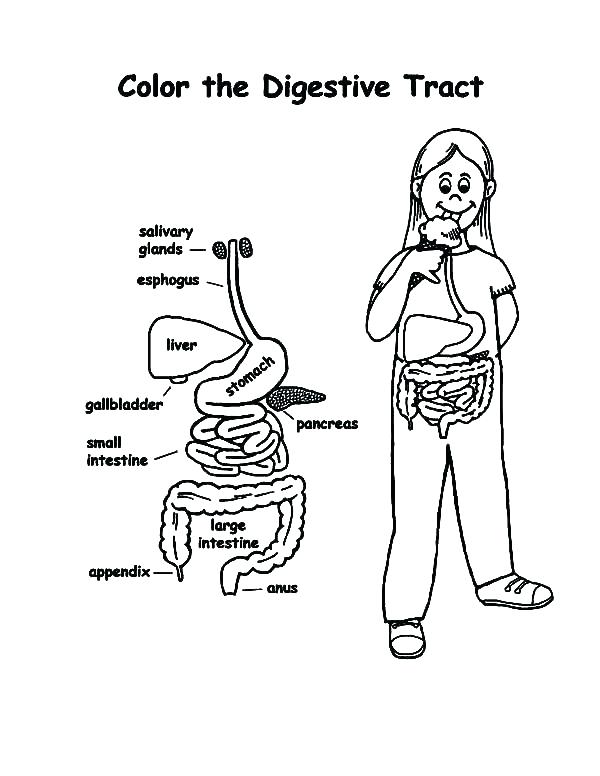 600x776 Body Parts Coloring Pages For Preschool X Systems Middle School