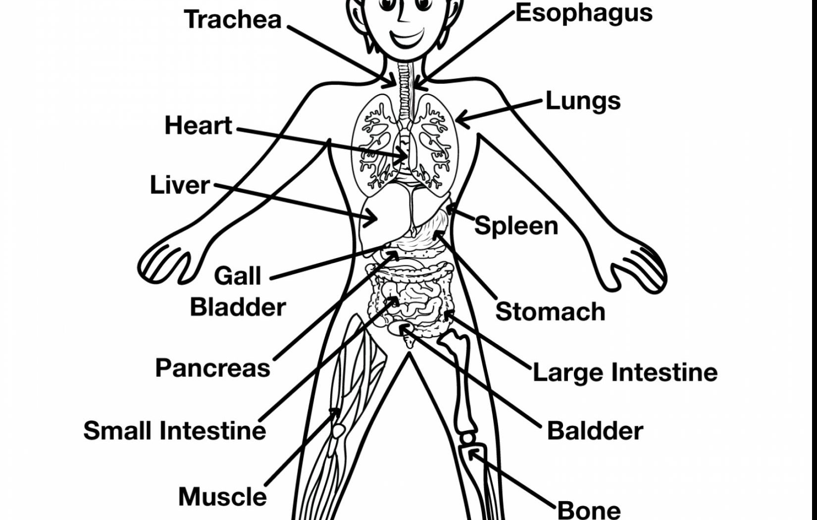 1650x1050 Human Body Coloring Page Images With Sport Learn My Pages