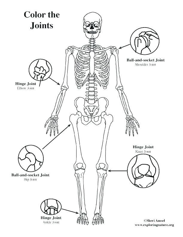 612x792 Parts Of The Body Coloring Pages For Preschool Coloring Page