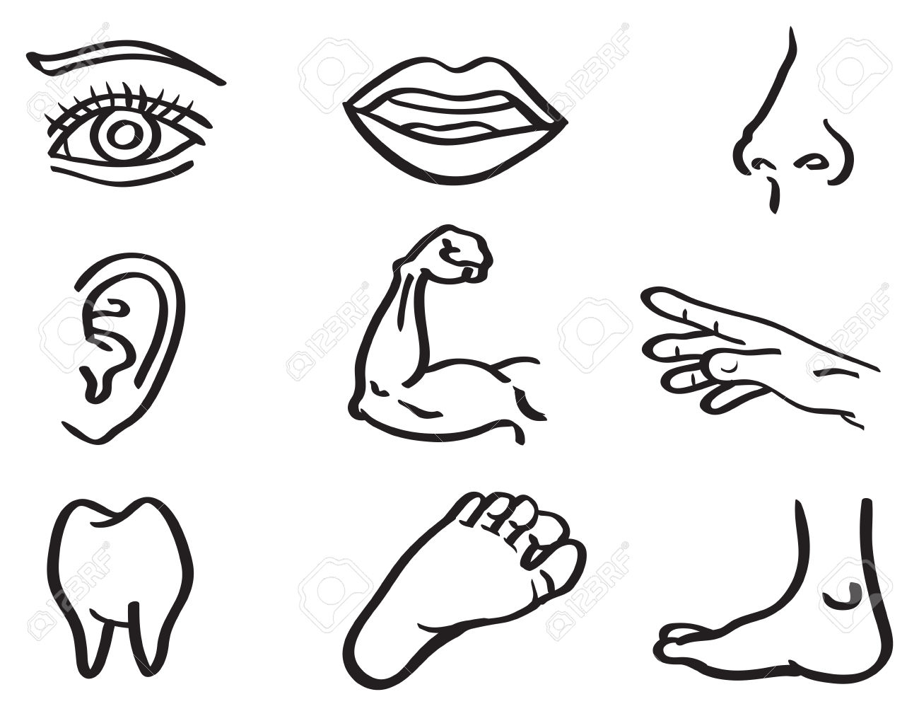 1300x1012 Parts Of The Body Drawing