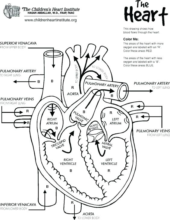 564x729 Body Coloring Pages The Human Body Coloring Book As Well As Free