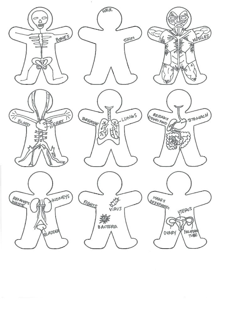736x1009 Human Body Coloring Page Affordable Muscular System Coloring Pages