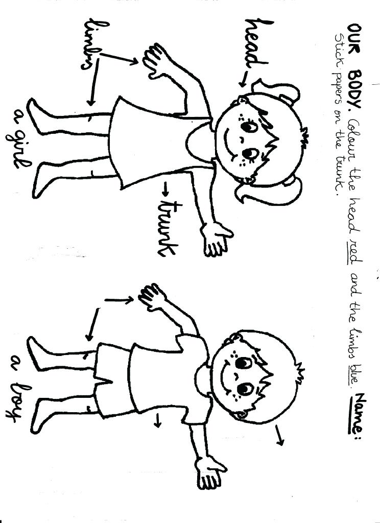 Body Systems Coloring Pages