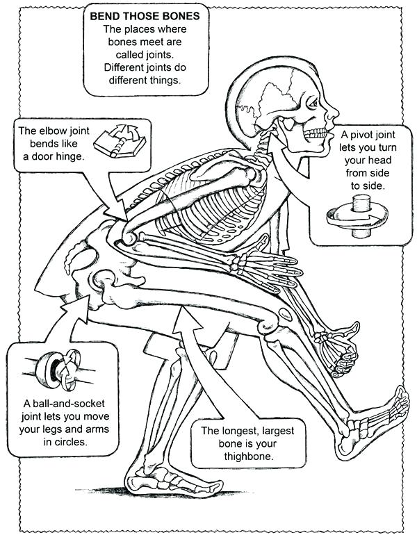 600x770 Circulatory System Coloring Pages Glamorous Body Systems Coloring