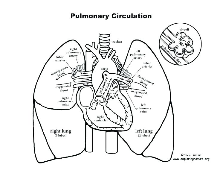736x568 Circulatory System Coloring Pages Human Body Systems Coloring
