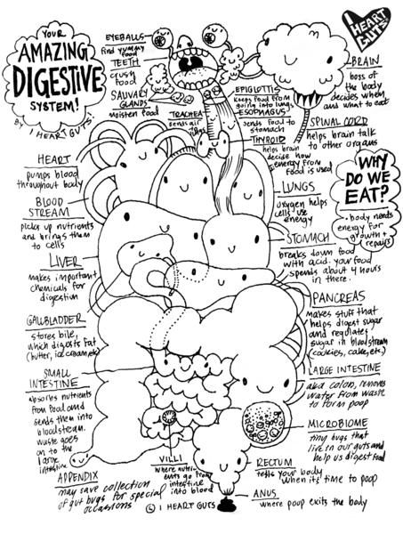 453x600 Digestive System Coloring Page Human Digestive System