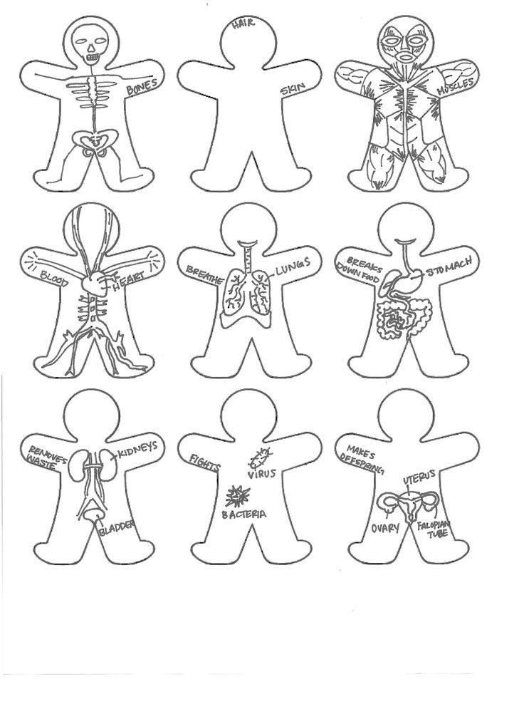 736x1009 Human Anatomy Coloring Pages Anatomy Diagram Hs Science